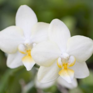 Tru-Wellness Community Membership - Vanguard