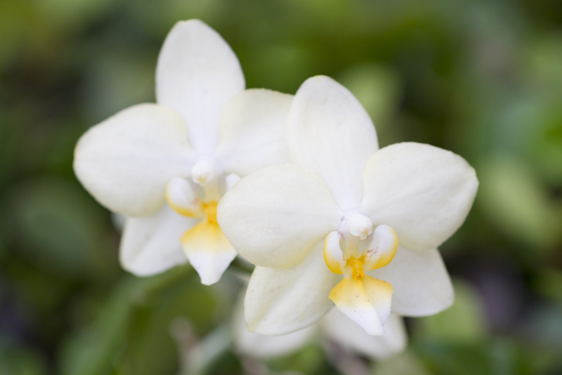 white-orchid-1-1920